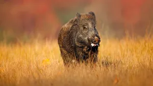 Old Wild Boar In Aesthetic Field Wallpaper