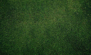 Olive Greenaesthetic Desktop Grass Texture Wallpaper