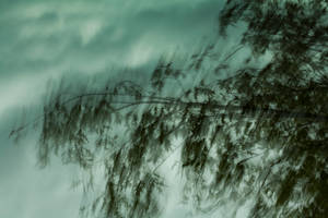 Ominous Leaves On Tree Branches Wallpaper