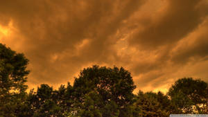 Ominous Sepia Sky With Tree-tops Wallpaper