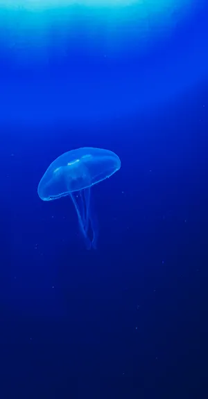 One Blue Jellyfish Wallpaper