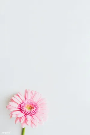 One Pink Spring Daisy Iphone Wallpaper