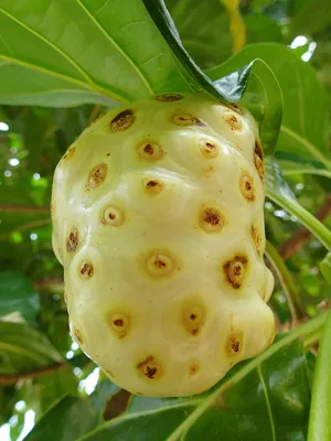One Ripe Noni Fruit Wallpaper