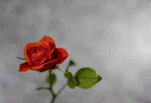 One Stem Of Red Rose Wallpaper