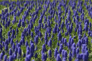 Open Grape Hyacinth Field Wallpaper