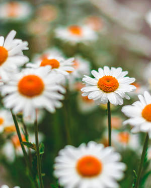 Orange Aesthetic Daisies Wallpaper