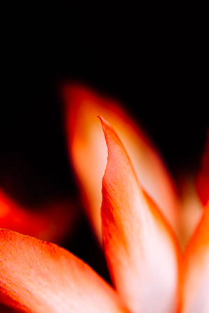 Orange Aesthetic Flower Petal Wallpaper