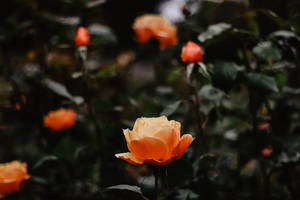 Orange Aesthetic Roses Wallpaper