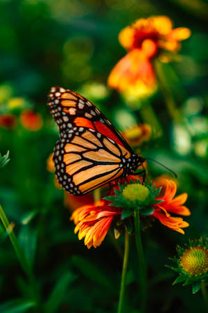 Orange And Black Butterfly On Flowers Wallpaper