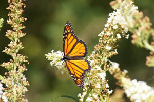 Orange Beautiful Butterfly White Garden Wallpaper