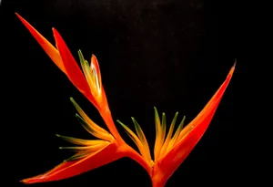 Orange Birds Of Paradise Flowers Wallpaper