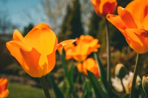 Orange Blooming Flowers Image Wallpaper