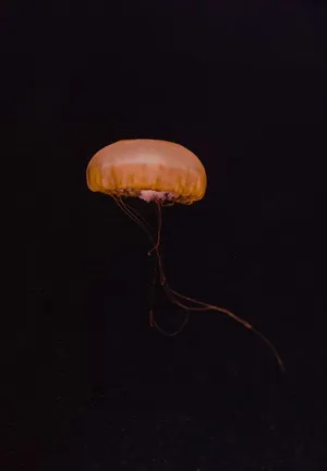 Orange Jellyfish Ipad 2021 Wallpaper