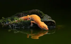 Orange Leopard Gecko Drink Water Wallpaper