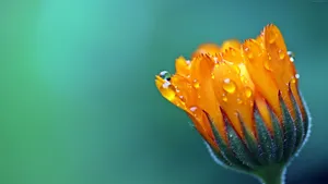 Orange Petal Covered Dew Macro Flower Wallpaper