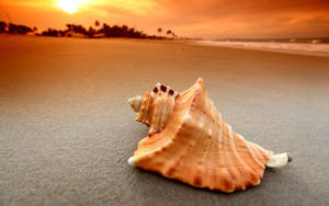 Orange Shell In Shore Wallpaper