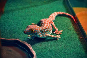 Orange Spotted Gecko Wallpaper