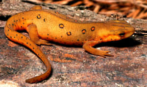 Orange Spotted Newt On Rock Wallpaper