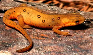 Orange Spotted Newt On Rock Wallpaper