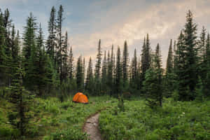 Orange Tent Camping Desktop Wallpaper