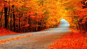 Orange Trees During Fall Scenic Wallpaper