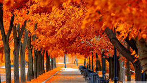 Orange Trees In Fall Scenic Wallpaper