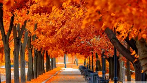 Orange Trees In Fall Scenic Wallpaper