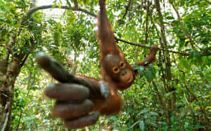 Orangutan Hanging From Trees Wallpaper