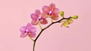 Orchid Flowers Screen Art Wallpaper