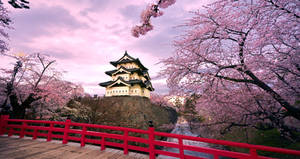 Osaka Castle Pink Sky Wallpaper