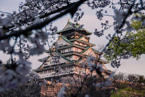 Osaka Castle Sakura Season Wallpaper