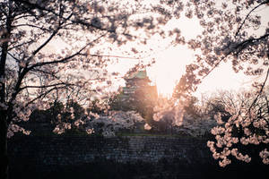 Osaka Castle Twilight Sun Rays Wallpaper