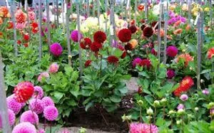 Outlook Calendar Interface On A Laptop Screen Wallpaper