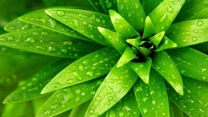 Overlapping Green Leaves Wallpaper