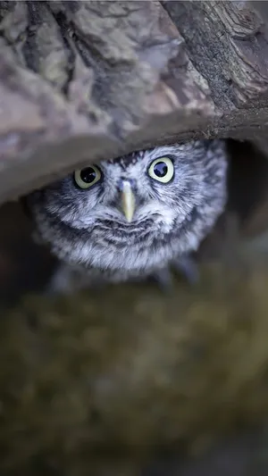 Owl Phone: A Smartphone With A Unique Design Wallpaper