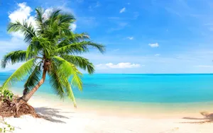 Palm Beach Palmera Playa Wallpaper