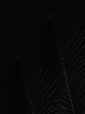 Palm Leaves Black Aesthetic Tumblr Iphone Wallpaper