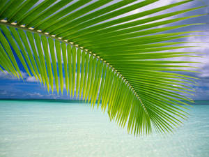 Palm Leaves Windows Vista Wallpaper