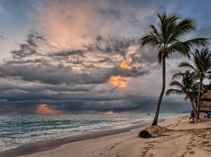 Palm Tree Near Sea Water Photo During Golden Hour Wallpaper