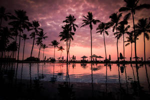 Palm Tree Silhouettes On Beach Sunset Wallpaper