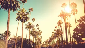 Palm Tree Sunset Beverly Hills Wallpaper