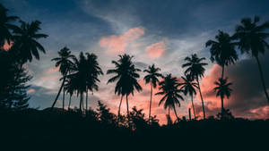 Palm Tree Sunset Tropical Wallpaper