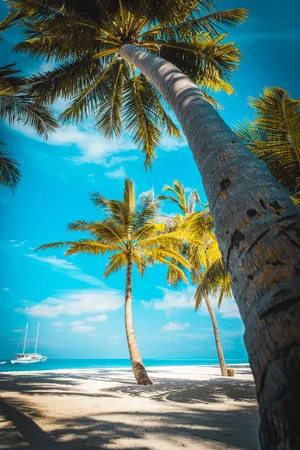 Palm Trees Beach Cyan Blue Sky Wallpaper