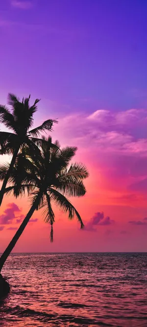 Palm Trees Beach Scenic Sunset Malibu Wallpaper