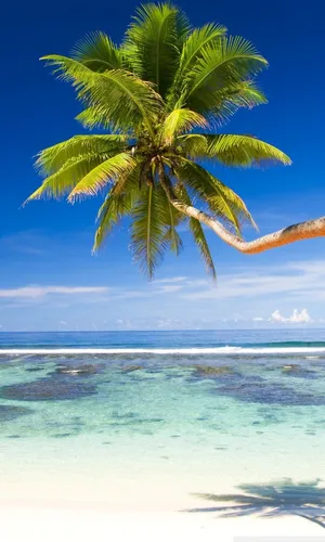 Palm Trees Beach View Clear Waters Wallpaper