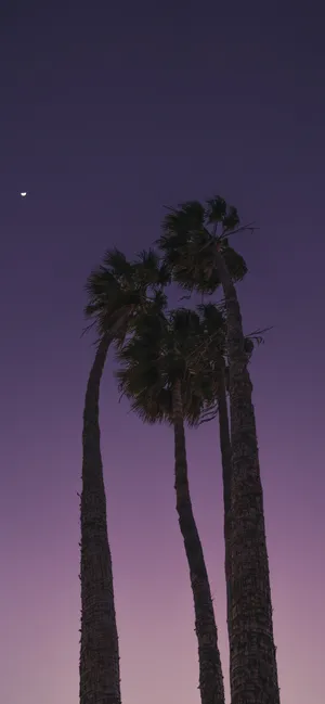Palm Trees Dark Purple Sky Wallpaper