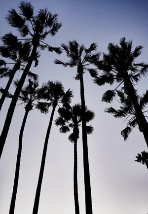 Palm Trees Dramatic Warm Mood Wallpaper