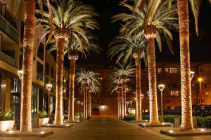 Palm Trees Lined Up In A Walkway At Night Wallpaper