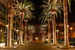 Palm Trees Lined Up In A Walkway At Night Wallpaper