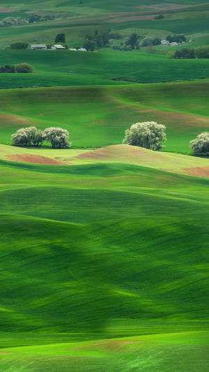 Palouse Green Hills Wallpaper